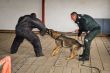 Spolon vcvik psovodov a psov ozbrojench zloiek